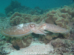 Cattle Fish - mating by Eschelle Knoesen 